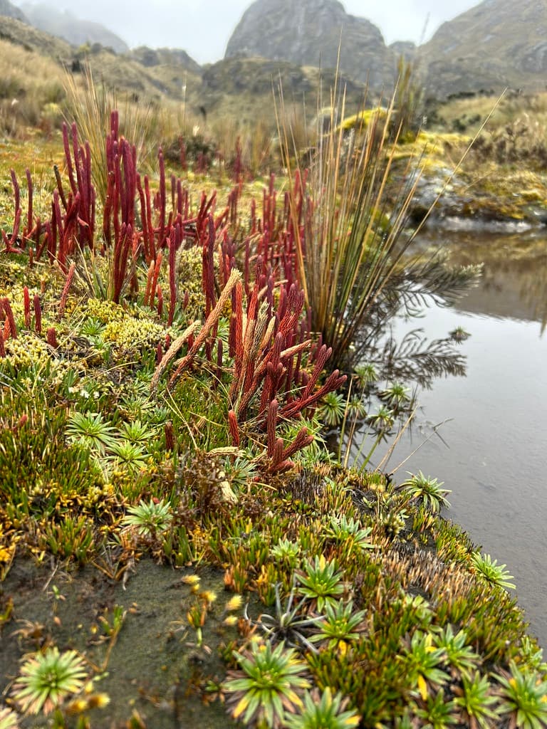 Jardín de especies nativas junto a arquitectura de montaña